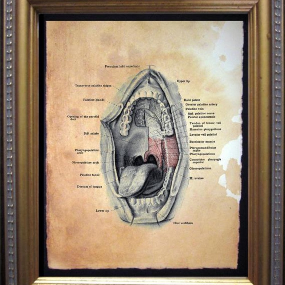 Vintage Mouth Diagram Medical Art Print Tea Stain